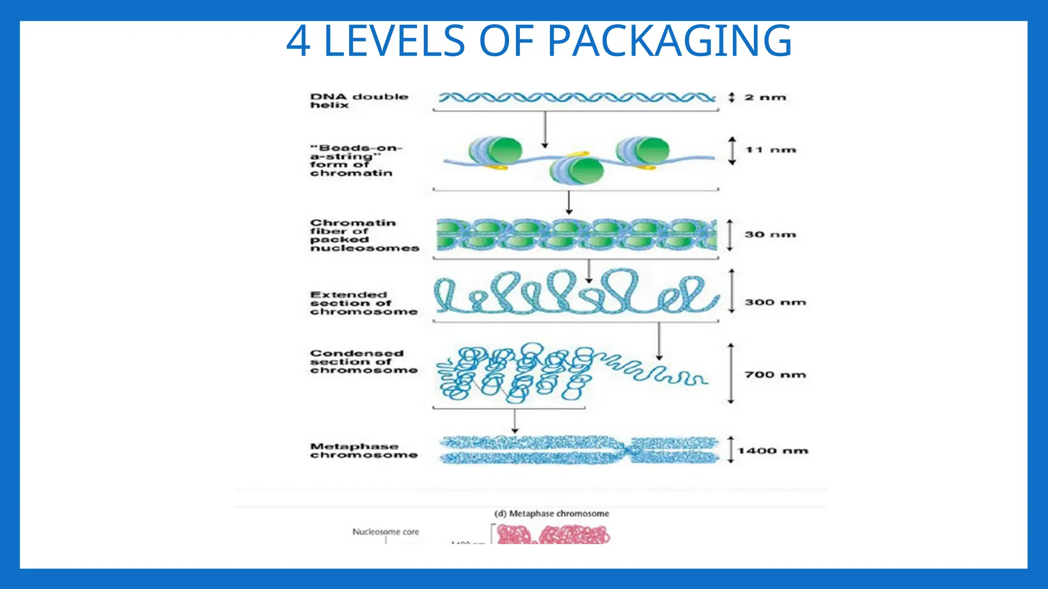 4 LEVELS OF PACKAGING
 