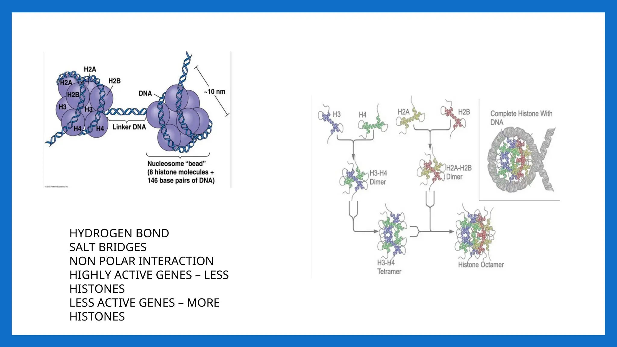 HYDROGEN BOND
SALT BRIDGES
NON POLAR INTERACTION
HIGHLY ACTIVE GENES – LESS
HISTONES
LESS ACTIVE GENES – MORE
HISTONES
 