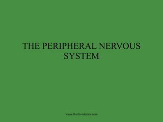 THE PERIPHERAL NERVOUS SYSTEM www.freelivedoctor.com 
