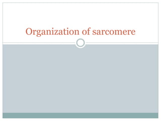Organization of sarcomere
 