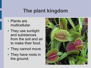 The plant kingdom
●

●

●
●

Plants are
multicellular.
They use sunlight
and substances
from the soil and air
to make their food.
They cannot move.
They have roots in
the ground.

 