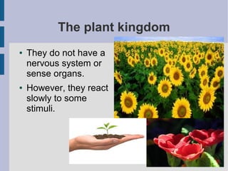 The plant kingdom
●

●

They do not have a
nervous system or
sense organs.
However, they react
slowly to some
stimuli.

 