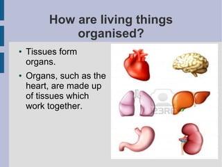 How are living things
organised?
●

●

Tissues form
organs.
Organs, such as the
heart, are made up
of tissues which
work together.

 