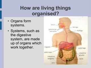 How are living things
organised?
●

●

Organs form
systems.
Systems, such as
the digestive
system, are made
up of organs which
work together.

 
