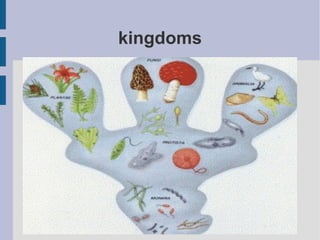 kingdoms

 