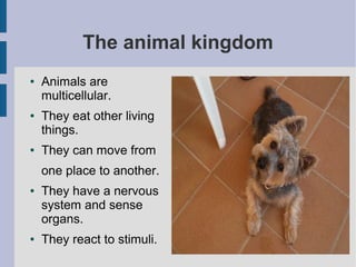 The animal kingdom
●

●

●

Animals are
multicellular.
They eat other living
things.
They can move from
one place to another.

●

●

They have a nervous
system and sense
organs.
They react to stimuli.

 