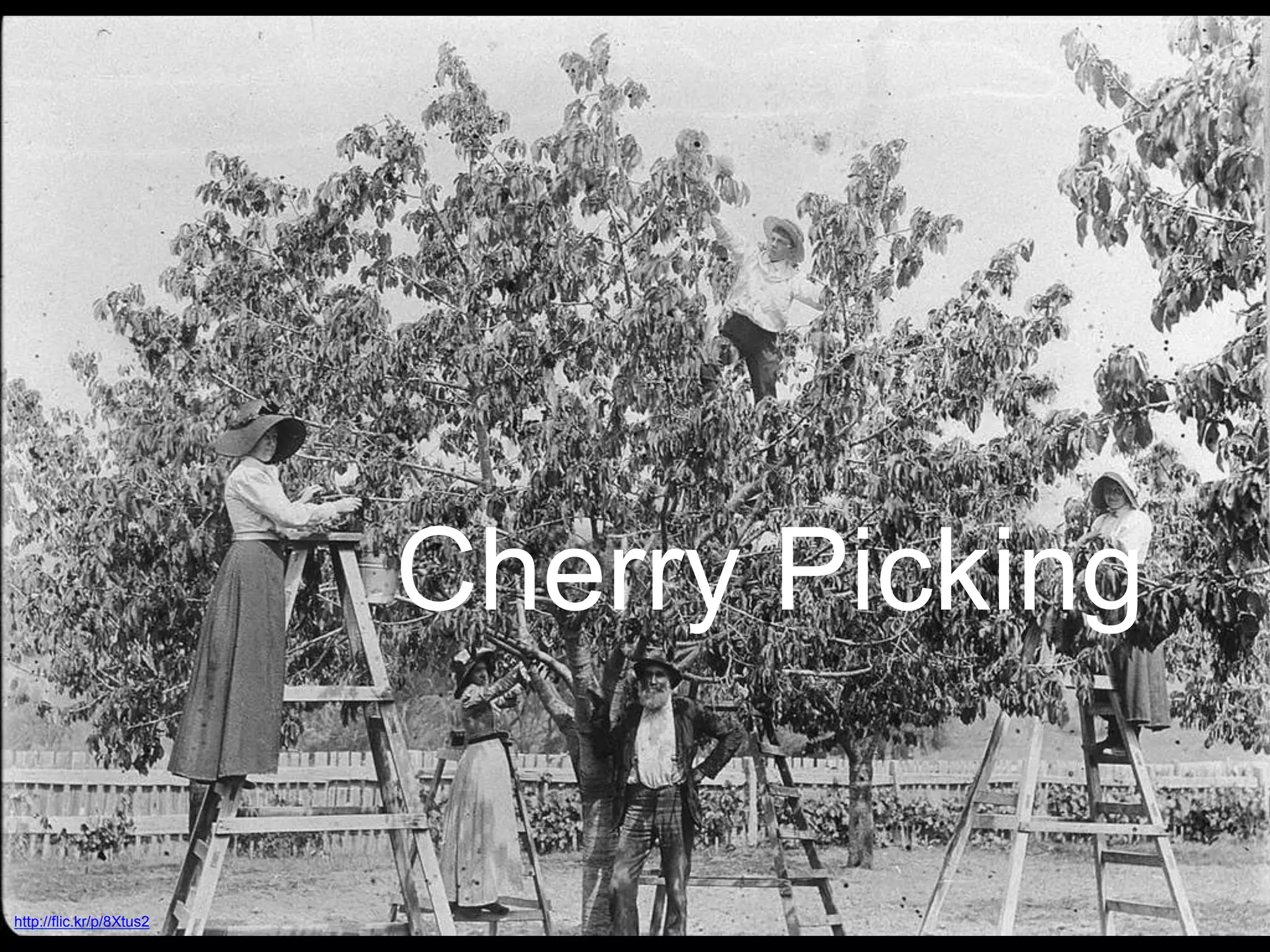 Cherry Picking
http://flic.kr/p/8Xtus2
