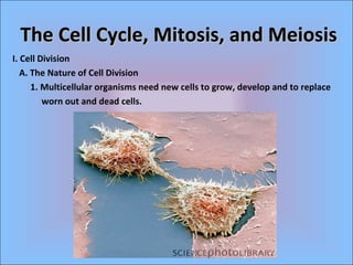The Cell Cycle, Mitosis, and Meiosis
I. Cell Division
A. The Nature of Cell Division
1. Multicellular organisms need new cells to grow, develop and to replace
worn out and dead cells.

 