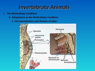 Invertebrate AnimalsInvertebrate Animals
I. The Multicellular Condition
A. Adaptations to the Multicellular Condition
1. Cell specialization and division of labor
 