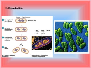 bacteria | PPT