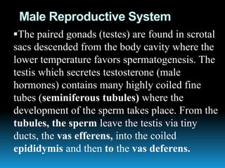 Male Reproductive System
The paired gonads (testes) are found in scrotal
sacs descended from the body cavity where the
lower temperature favors spermatogenesis. The
testis which secretes testosterone (male
hormones) contains many highly coiled fine
tubes (seminiferous tubules) where the
development of the sperm takes place. From the
tubules, the sperm leave the testis via tiny
ducts, the vas efferens, into the coiled
epididymis and then to the vas deferens.
 
