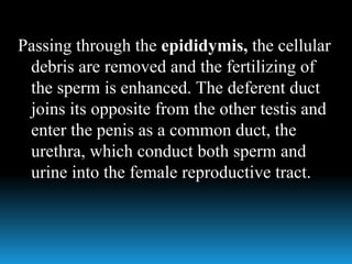 Passing through the epididymis, the cellular
debris are removed and the fertilizing of
the sperm is enhanced. The deferent duct
joins its opposite from the other testis and
enter the penis as a common duct, the
urethra, which conduct both sperm and
urine into the female reproductive tract.
 
