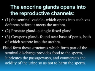 The exocrine glands opens into
the reproductive channels:
 (1) the seminal vesicle- which opens into each vas
deferens before it meets the urethra.
 (2) Prostate gland- a single fused gland
 (3) Cowper's gland- found near base of penis, both
of which secrete into the urethra.
Fluid form these structures which form part of the
seminal discharge provides food to the sperm,
lubricates the passageways, and counteracts the
acidity of the urine so as not to harm the sperm.
 