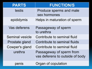 PARTS FUNCTION/S
testis Produce sperms and male
sex hormones
epididymis Helps in maturation of sperm
Vas deferens Passageway of sperm
to urethra
Seminal vesicle Contribute to seminal fluid
Prostate gland Contribute to seminal fluids
Cowper's gland Contribute to seminal fluid
urethra Passageway of sperm from
vas deferens to outside of body
penis Organ of copulation
 