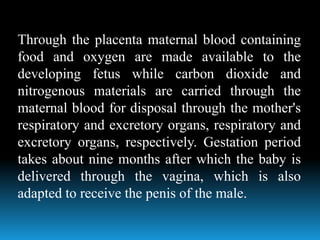Through the placenta maternal blood containing
food and oxygen are made available to the
developing fetus while carbon dioxide and
nitrogenous materials are carried through the
maternal blood for disposal through the mother's
respiratory and excretory organs, respiratory and
excretory organs, respectively. Gestation period
takes about nine months after which the baby is
delivered through the vagina, which is also
adapted to receive the penis of the male.
 