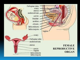 FEMALE
REPRODUCTIVE
ORGAN
 