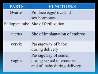 PARTS FUNCTION/S
Ovaries Produce eggs/ ova and
sex hormones
Fallopian tube Site of fertilization
uterus Site of implantation of embryo
cervix Passageway of baby
during delivery
vagina
Passageway of semen
during sexual intercourse
and of baby during delivery.
 