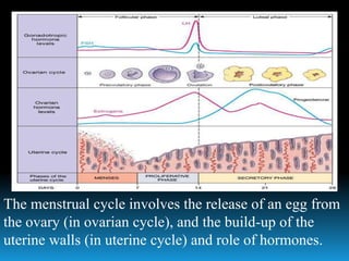 The menstrual cycle involves the release of an egg from
the ovary (in ovarian cycle), and the build-up of the
uterine walls (in uterine cycle) and role of hormones.
 