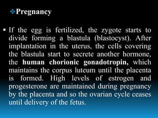 Pregnancy
 If the egg is fertilized, the zygote starts to
divide forming a blastula (blastocyst). After
implantation in the uterus, the cells covering
the blastula start to secrete another hormone,
the human chorionic gonadotropin, which
maintains the corpus luteum until the placenta
is formed. High levels of estrogen and
progesterone are maintained during pregnancy
by the placenta and so the ovarian cycle ceases
until delivery of the fetus.
 