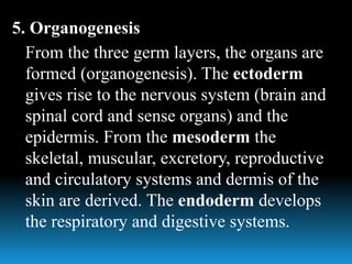 5. Organogenesis
From the three germ layers, the organs are
formed (organogenesis). The ectoderm
gives rise to the nervous system (brain and
spinal cord and sense organs) and the
epidermis. From the mesoderm the
skeletal, muscular, excretory, reproductive
and circulatory systems and dermis of the
skin are derived. The endoderm develops
the respiratory and digestive systems.
 