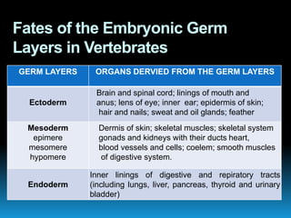 Fates of the Embryonic Germ
Layers in Vertebrates
GERM LAYERS ORGANS DERVIED FROM THE GERM LAYERS
Ectoderm
Brain and spinal cord; linings of mouth and
anus; lens of eye; inner ear; epidermis of skin;
hair and nails; sweat and oil glands; feather
Mesoderm
epimere
mesomere
hypomere
Dermis of skin; skeletal muscles; skeletal system
gonads and kidneys with their ducts heart,
blood vessels and cells; coelem; smooth muscles
of digestive system.
Endoderm
Inner linings of digestive and repiratory tracts
(including lungs, liver, pancreas, thyroid and urinary
bladder)
 