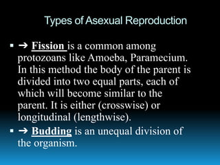 Types of Asexual Reproduction
 ➔ Fission is a common among
protozoans like Amoeba, Paramecium.
In this method the body of the parent is
divided into two equal parts, each of
which will become similar to the
parent. It is either (crosswise) or
longitudinal (lengthwise).
 ➔ Budding is an unequal division of
the organism.
 