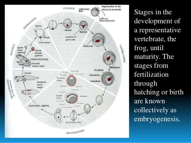 What are the developmental stages of a frog?