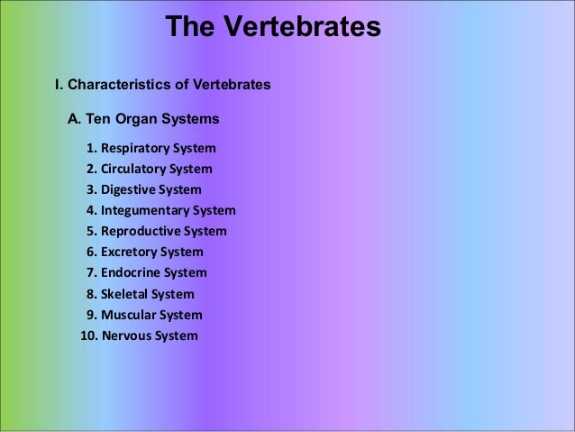 Vertebrate