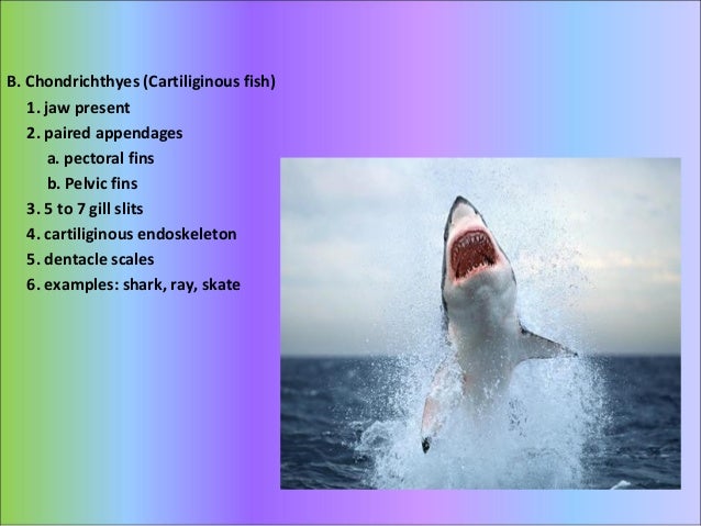 vertebrate