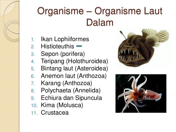 Organisme laut dalam
