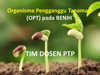 Organisme Pengganggu Tanaman
(OPT) pada BENIH
TIM DOSEN PTP
 