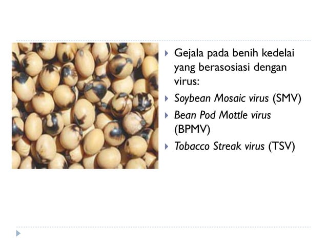 Organisme Pengganggu Tanaman (OPT) pada BENIH.pdf
