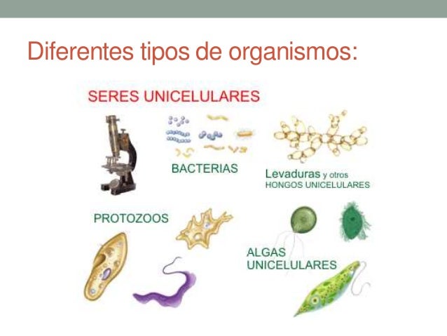 Una alimentación de los niños de 2 años con atopicheskim por la dermatitis