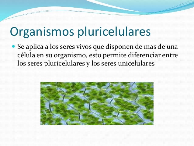 Organismo pluricelular