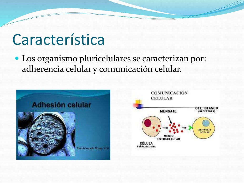 Organismo pluricelular