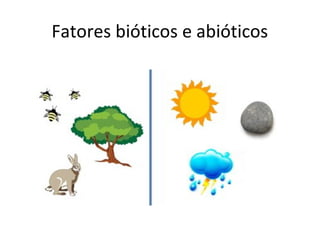 Fatores bióticos e abióticos 

