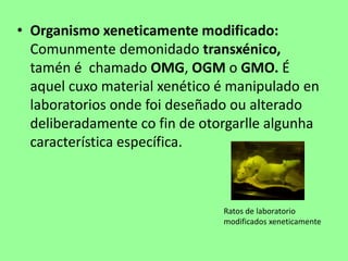 Organismo xeneticamente modificado: Comunmentedemonidadotransxénico,  tamén é  chamado OMG, OGM o GMO. É aquel cuxo material xenético é manipulado en laboratorios ondefoideseñadoou alterado deliberadamente co fin de otorgarllealgunha característica específica.Ratos de laboratorio modificados xeneticamente