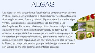 Las algas son microorganismos fotosintéticos que pertenecen al reino
Protista. Pueden ser unicelulares o pluricelulares, y existen diferentes
tipos según su color, forma y hábitat. Algunos ejemplos son las algas
verdes, las algas rojas, las algas pardas, las diatomeas y los
dinoflagelados. Pertenecen al reino protista. Las macroalgas son
algas pluricelulares, son algas macroscópicas, es decir que se
observan a simple vista. Las microalgas son un tipo de algas que se
caracterizan por su pequeño tamaño, generalmente menor a 200
micrómetros. Estos organismos son muy importantes para la vida en
la Tierra, ya que producen una gran parte del oxígeno atmosférico y
son la base de muchas cadenas alimentarias acuáticas
ALGAS
 