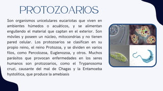 Son organismos unicelulares eucariotas que viven en
ambientes húmedos o acuáticos, y se alimentan
engullendo el material que captan en el exterior. Son
móviles y poseen un núcleo, mitocondrias y no tienen
pared celular. Los protozoarios se clasifican en su
propio reino, el reino Protozoa, y se dividen en varios
filos, como Percolozoa, Euglenozoa, y otros. Muchos
parásitos que provocan enfermedades en los seres
humanos son protozoarios, como el Trypanosoma
cruzi, causante del mal de Chagas y la Entamoeba
hystolitica, que produce la amebiasis
protozoarios
 