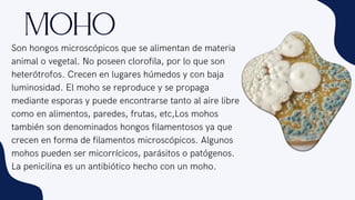 Son hongos microscópicos que se alimentan de materia
animal o vegetal. No poseen clorofila, por lo que son
heterótrofos. Crecen en lugares húmedos y con baja
luminosidad. El moho se reproduce y se propaga
mediante esporas y puede encontrarse tanto al aire libre
como en alimentos, paredes, frutas, etc,Los mohos
también son denominados hongos filamentosos ya que
crecen en forma de filamentos microscópicos. Algunos
mohos pueden ser micorrícicos, parásitos o patógenos.
La penicilina es un antibiótico hecho con un moho.
Moho
 