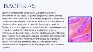 Son microorganismos unicelulares y procariotas que se
encuentran en casi todas las partes del planeta Tierra. Son los
seres vivos más primitivos y abundantes del planeta, adaptados a
prácticamente todas las condiciones y hábitats. Las bacterias se
dividen en dos categorías: el dominio Bacteria y el dominio
Archae,.ambos son organismos procariotas. Las bacterias pueden
tener diversas formas y tamaños, y se clasifican según su
morfología en bacilos y cocos. Algunas bacterias son beneficiosas
para los seres humanos, como las que colaboran con la digestión
de los alimentos en el intestino, mientras que otras pueden
causar infecciones y enfermedades. La vida bacteriana es
indispensable en los procesos de descomposición de la materia
orgánica,
Bacterias
 