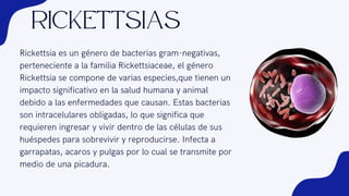 Rickettsia es un género de bacterias gram-negativas,
perteneciente a la familia Rickettsiaceae, el género
Rickettsia se compone de varias especies,que tienen un
impacto significativo en la salud humana y animal
debido a las enfermedades que causan. Estas bacterias
son intracelulares obligadas, lo que significa que
requieren ingresar y vivir dentro de las células de sus
huéspedes para sobrevivir y reproducirse. Infecta a
garrapatas, acaros y pulgas por lo cual se transmite por
medio de una picadura.
Rickettsias
 
