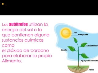Organismos AutóTrofos Y HeteróTrofos | PPTX