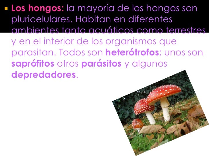 Organismos AutóTrofos Y HeteróTrofos
