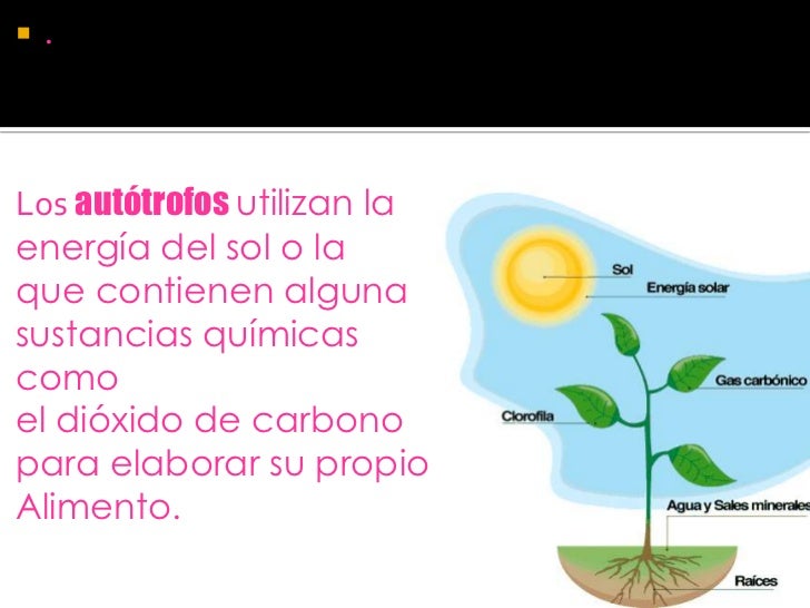 Organismos AutóTrofos Y HeteróTrofos