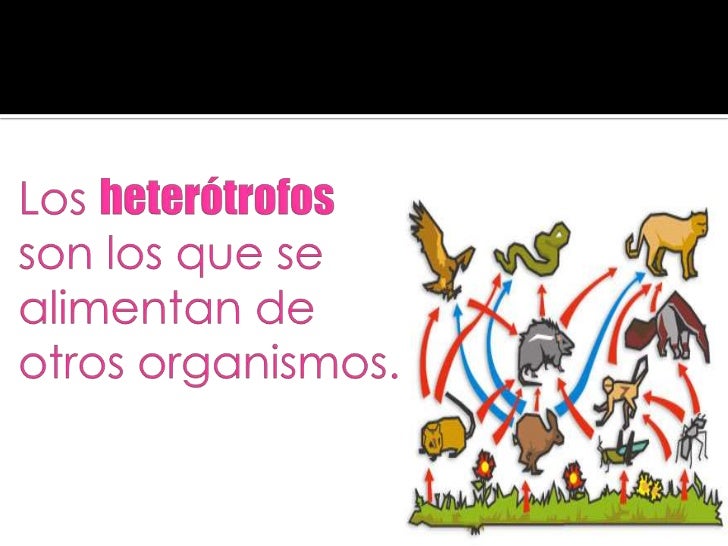 Organismos AutóTrofos Y HeteróTrofos