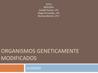12ºA1
                 BIOLOGIA
             Anabell Suarez, nº3
            Diogo Fernandes, nº4
            Mariana Bonniz, nº17




ORGANISMOS GENETICAMENTE
MODIFICADOS
       ALGODÃO
 
