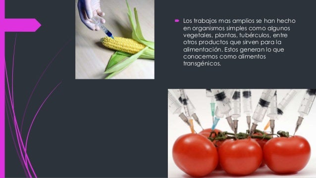 Organismos geneticamente modificados
