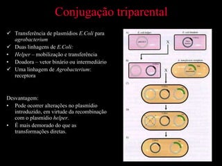 Conjugação triparental Transferência de plasmídios  E.Coli  para  agrobacterium Duas linhagens de  E.Coli: Helper  – mobilização e transferência Doadora – vetor binário ou intermediário Uma linhagem de  Agrobacterium : receptora Desvantagem:  Pode ocorrer alterações no plasmídio introduzido, em virtude da recombinação com o plasmídio  helper .  É mais demorado do que as transformações diretas. 