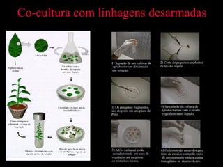 Co-cultura com linhagens desarmadas 
